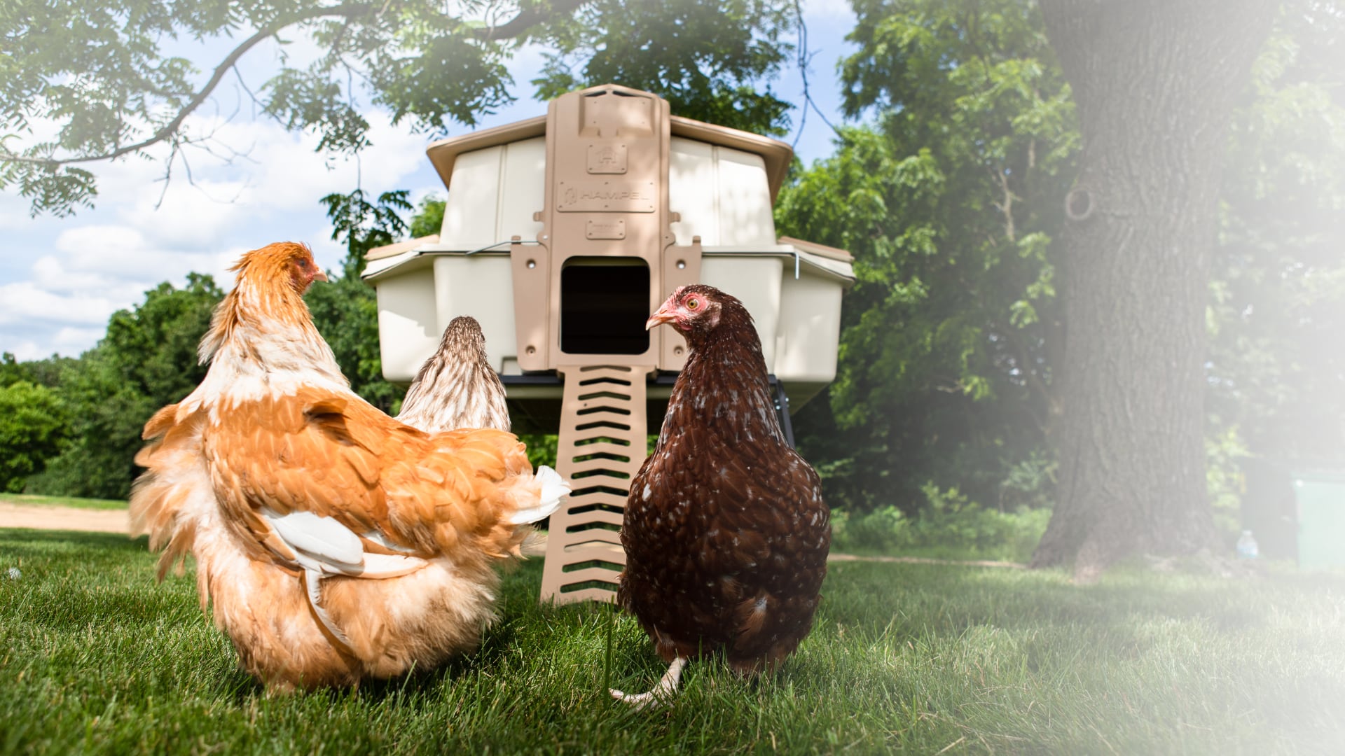 Ultimate Chicken Coop