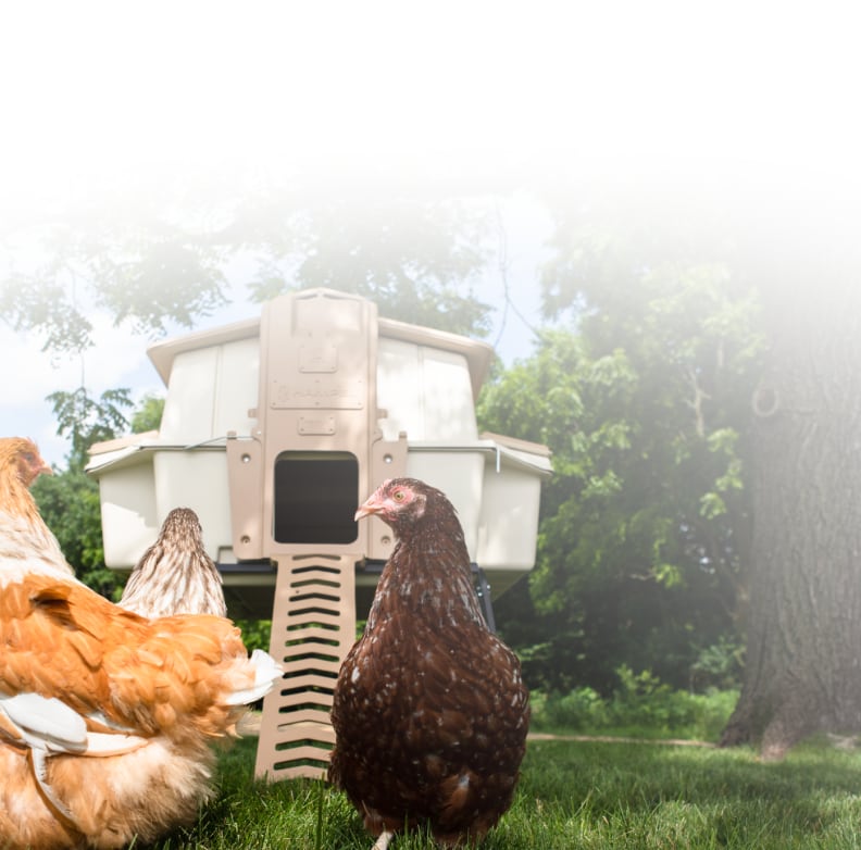 Ultimate Chicken Coop