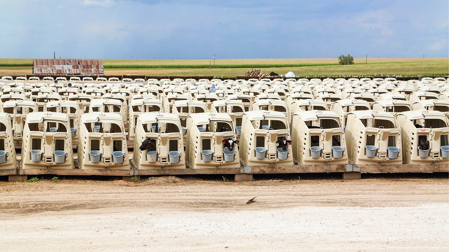 Calf-Tel thermoformed calf hutches in the field