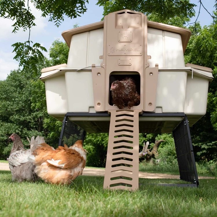 The Hampel Ultimate Chicken Coop on its stand, a hen in the doorway and two more on the grass