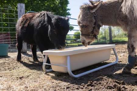 A miniature horse and a donkey eating from a stand-alone feed trough
